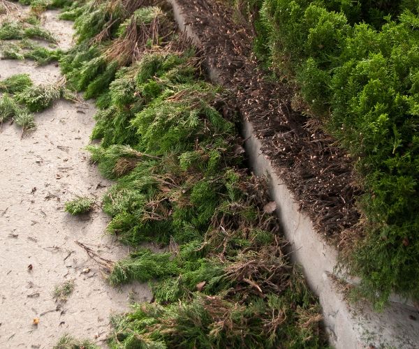 Riverside Hedge Pruning