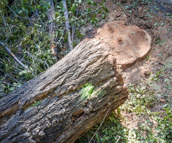 Riverside Land Clearing