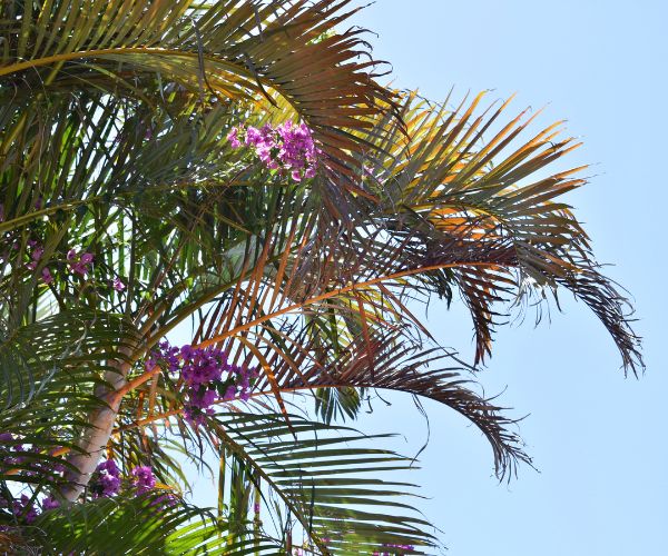 Riverside Palm Tree Removal