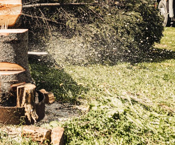 Stump Grinding Riverside