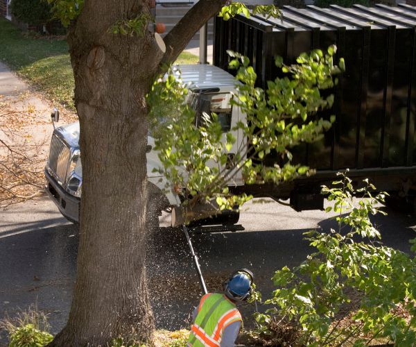 Riverside Tree Pruning