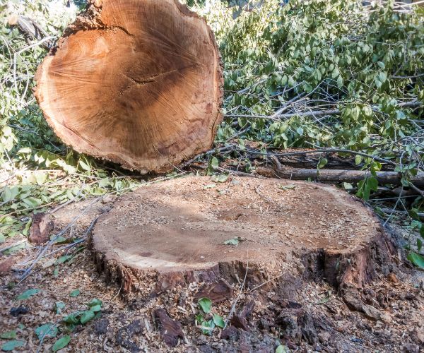 Riverside Tree Removal