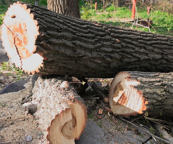 Riverside Tree Removal