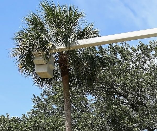 Woodcrest palm tree removal services