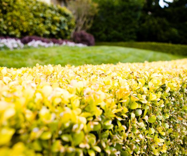 after hedge trimming