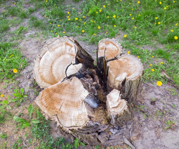 before stump grinding Edgemont area
