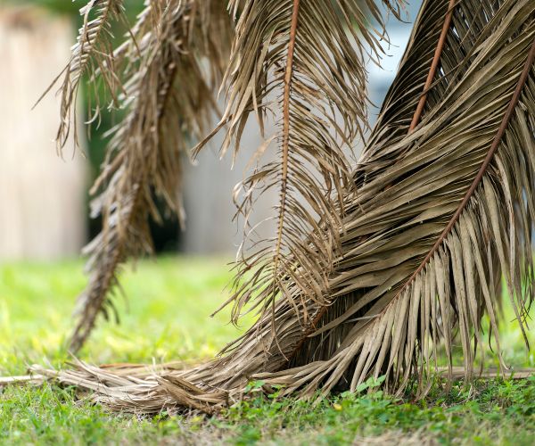 dead palm tree for removal