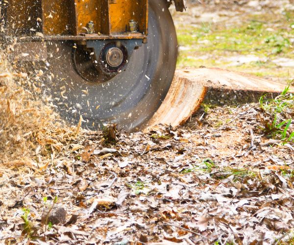 grinding stupm after tree removal