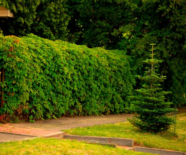 quick check before hedge pruning 