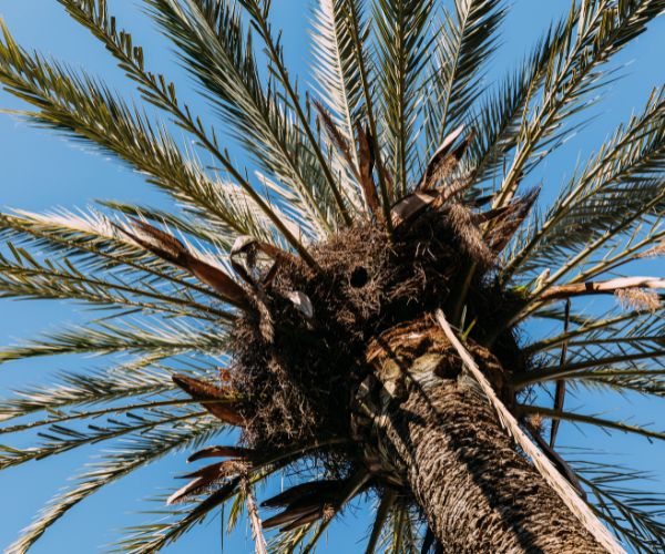 tall palm tree