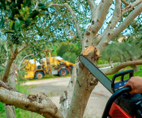 Corona tree pruning oversized tree