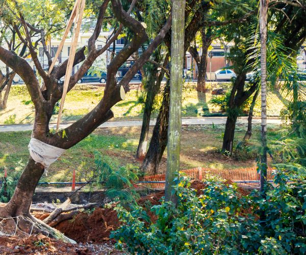Tree Removal