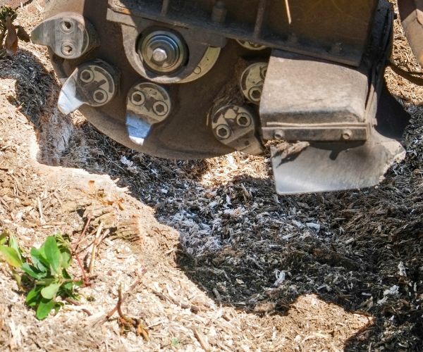 tree service stump grinding in progress