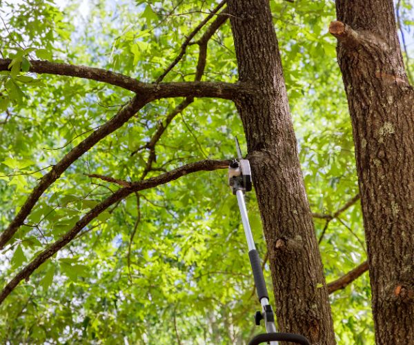 tree trimming 